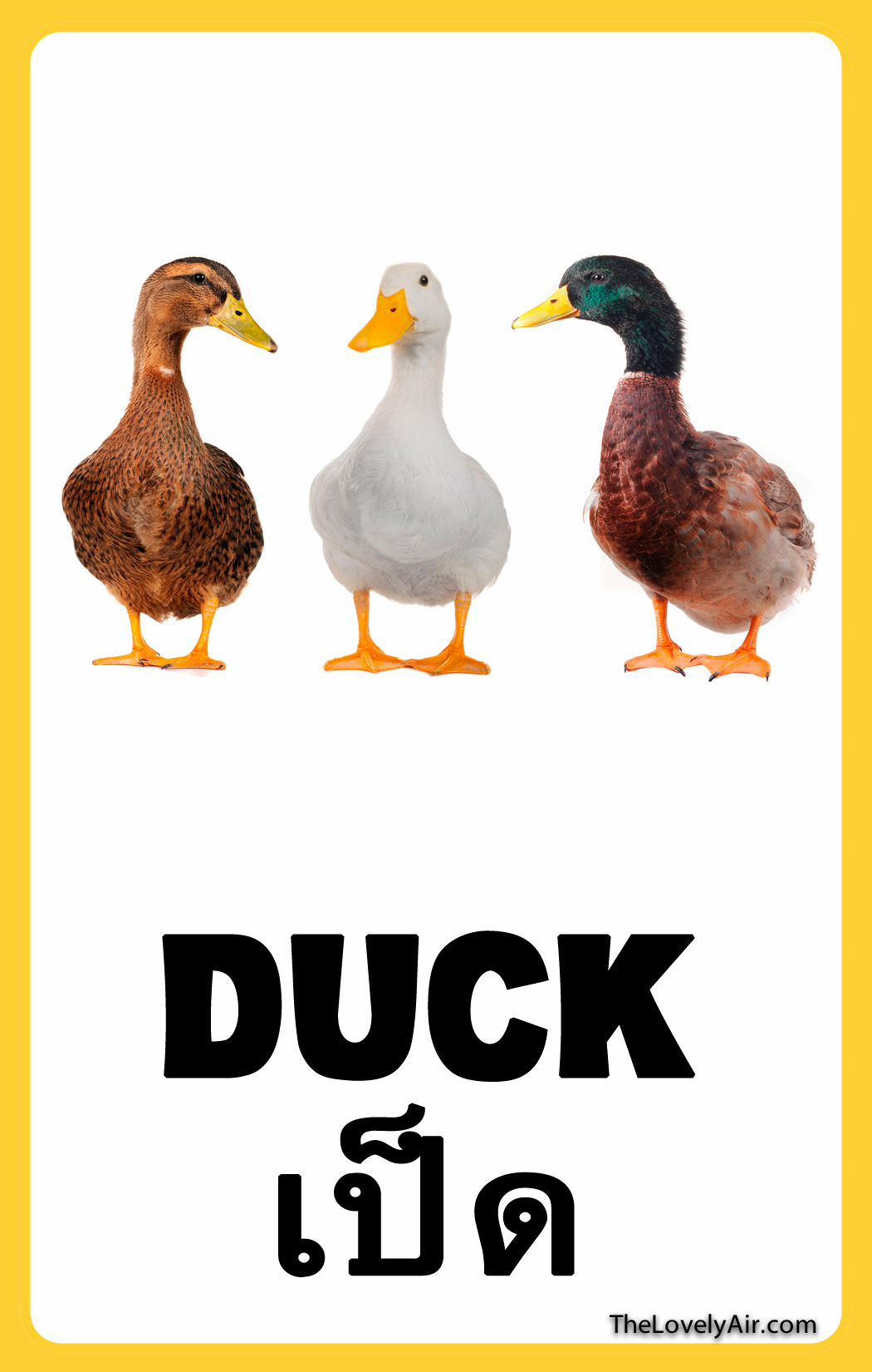 FlashCard---Duck