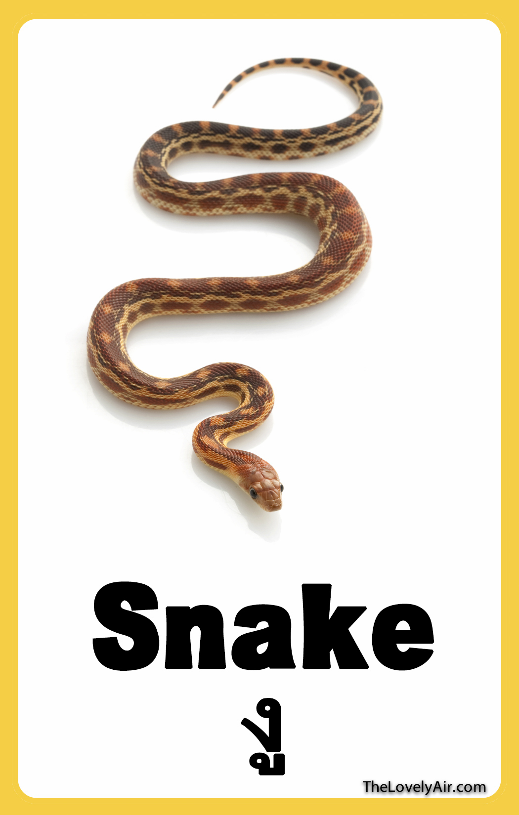 FlashCard - Snake