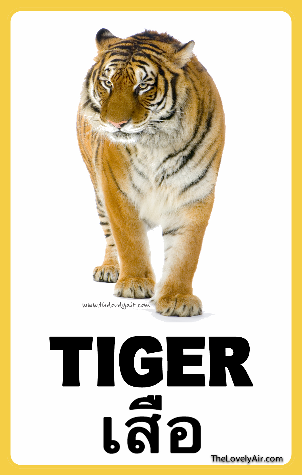 FlashCard - Tiger