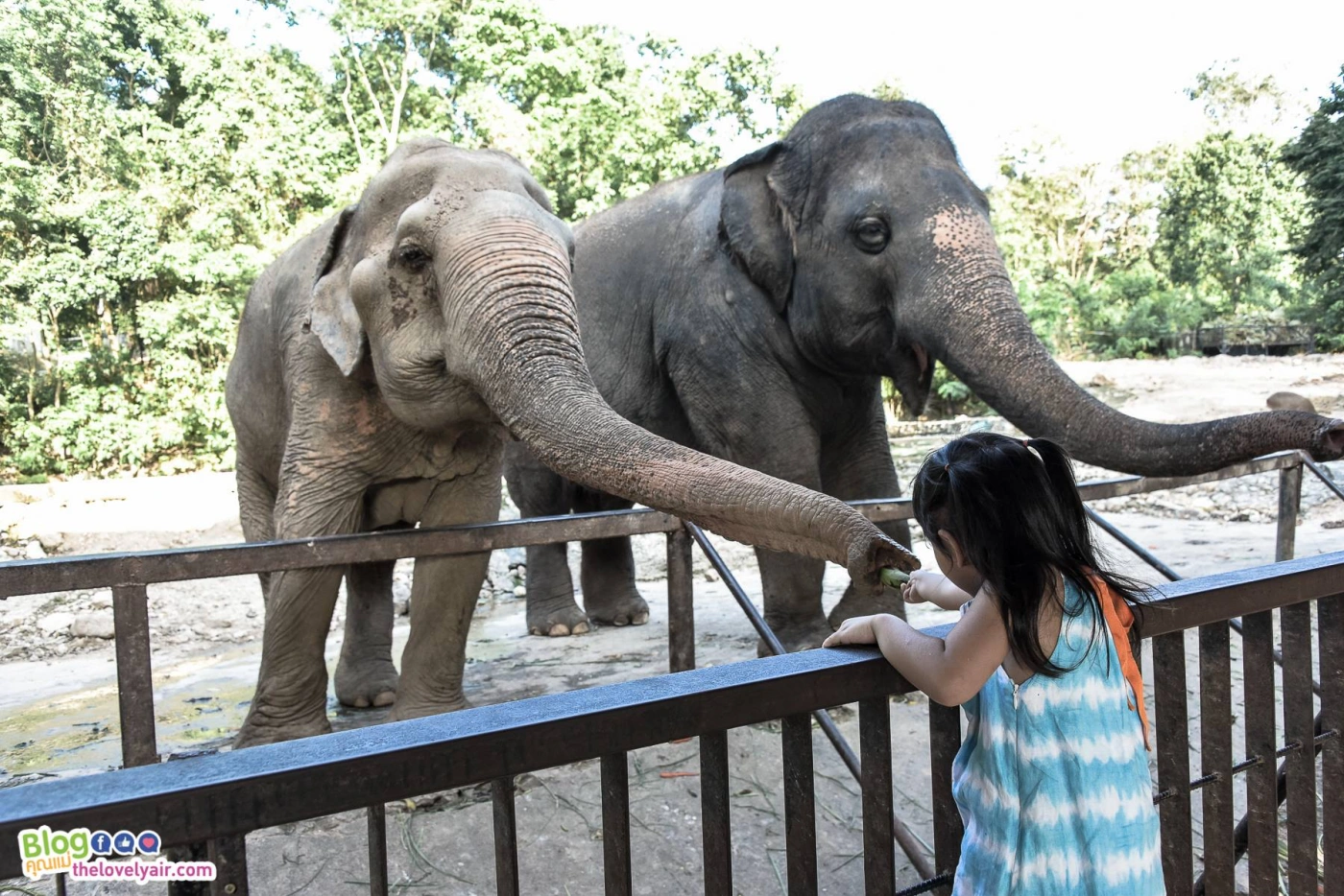 Khao Kheow Open Zoo