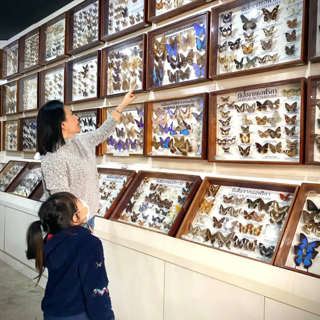 Siam Insect Museum