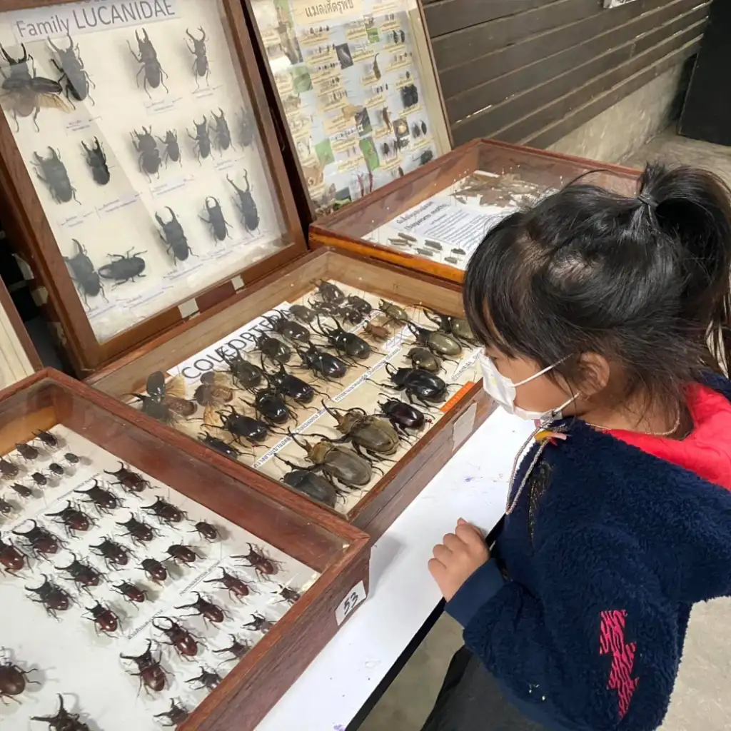 Siam Insect Museum